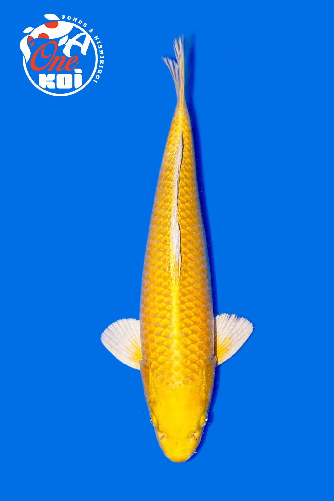 PHOTO-2025-11-06-02-43-35