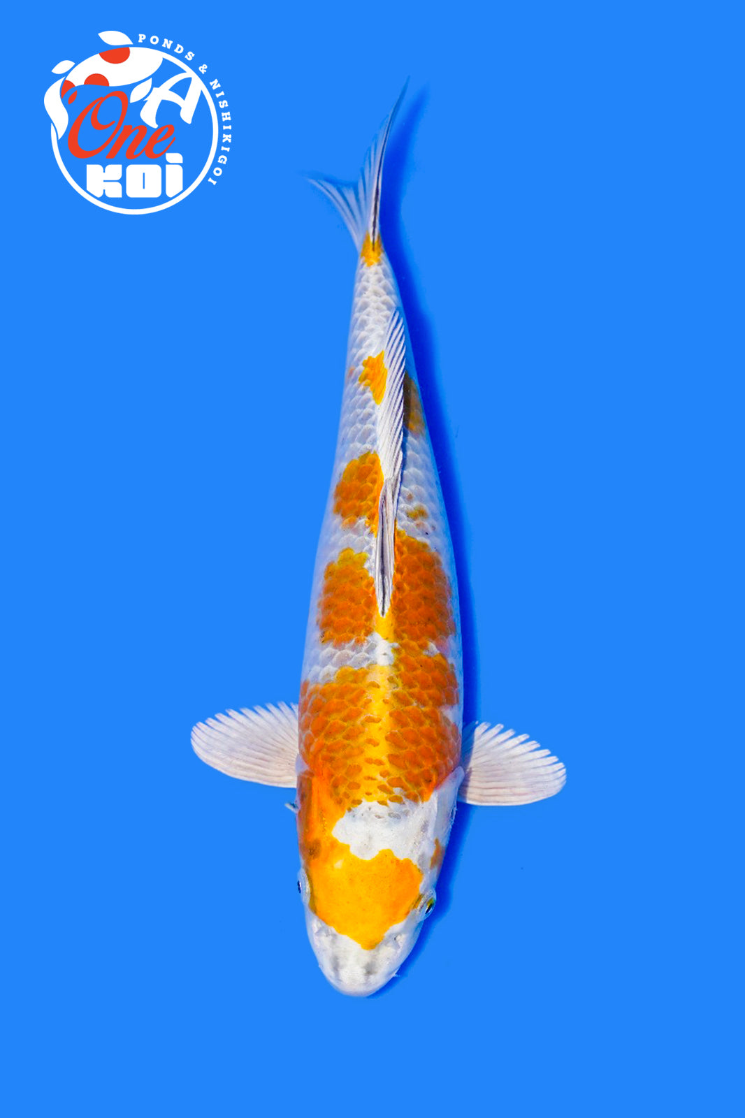 PHOTO-2025-11-06-02-45-23 (1)