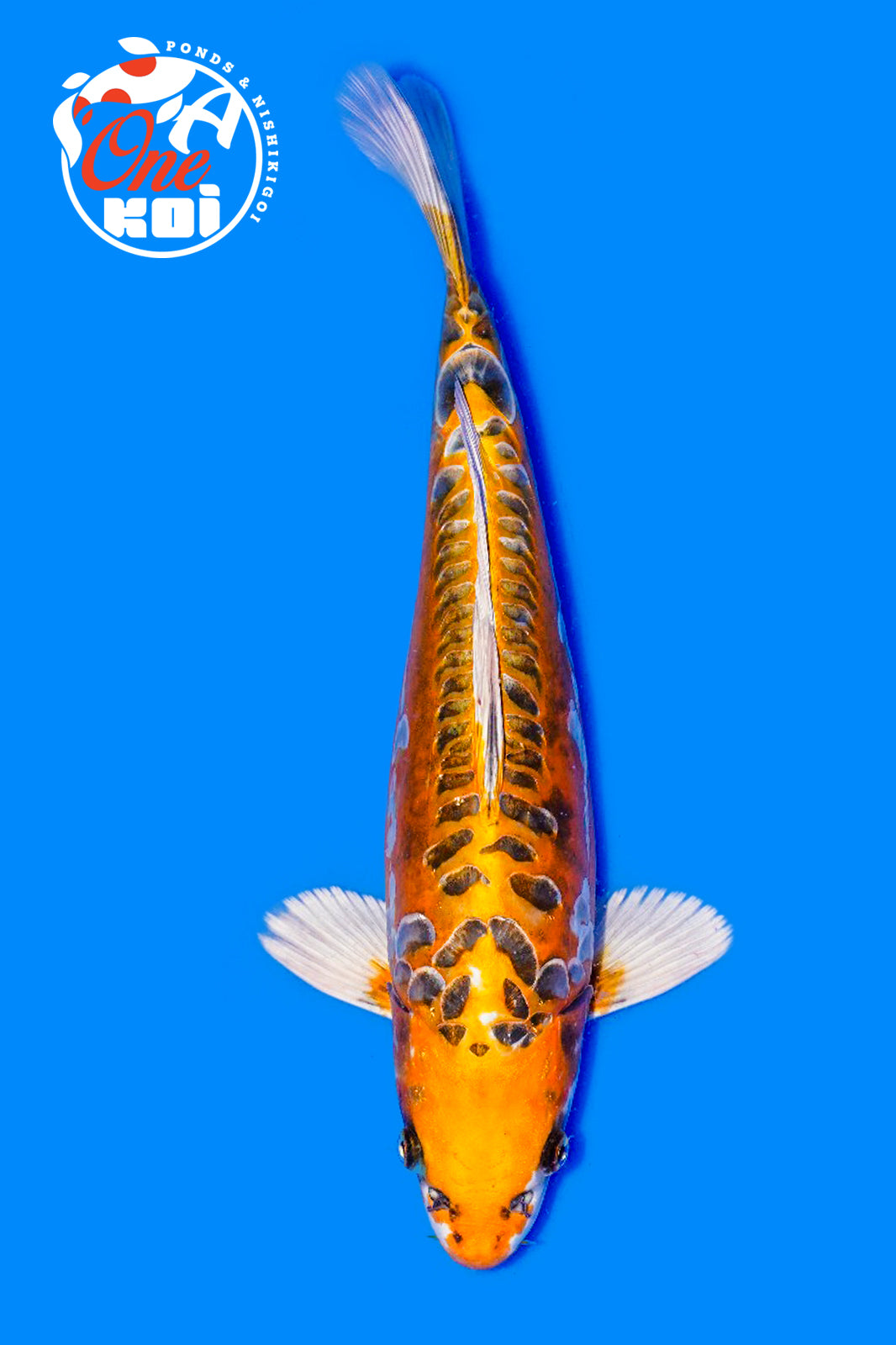 PHOTO-2025-11-06-02-45-24