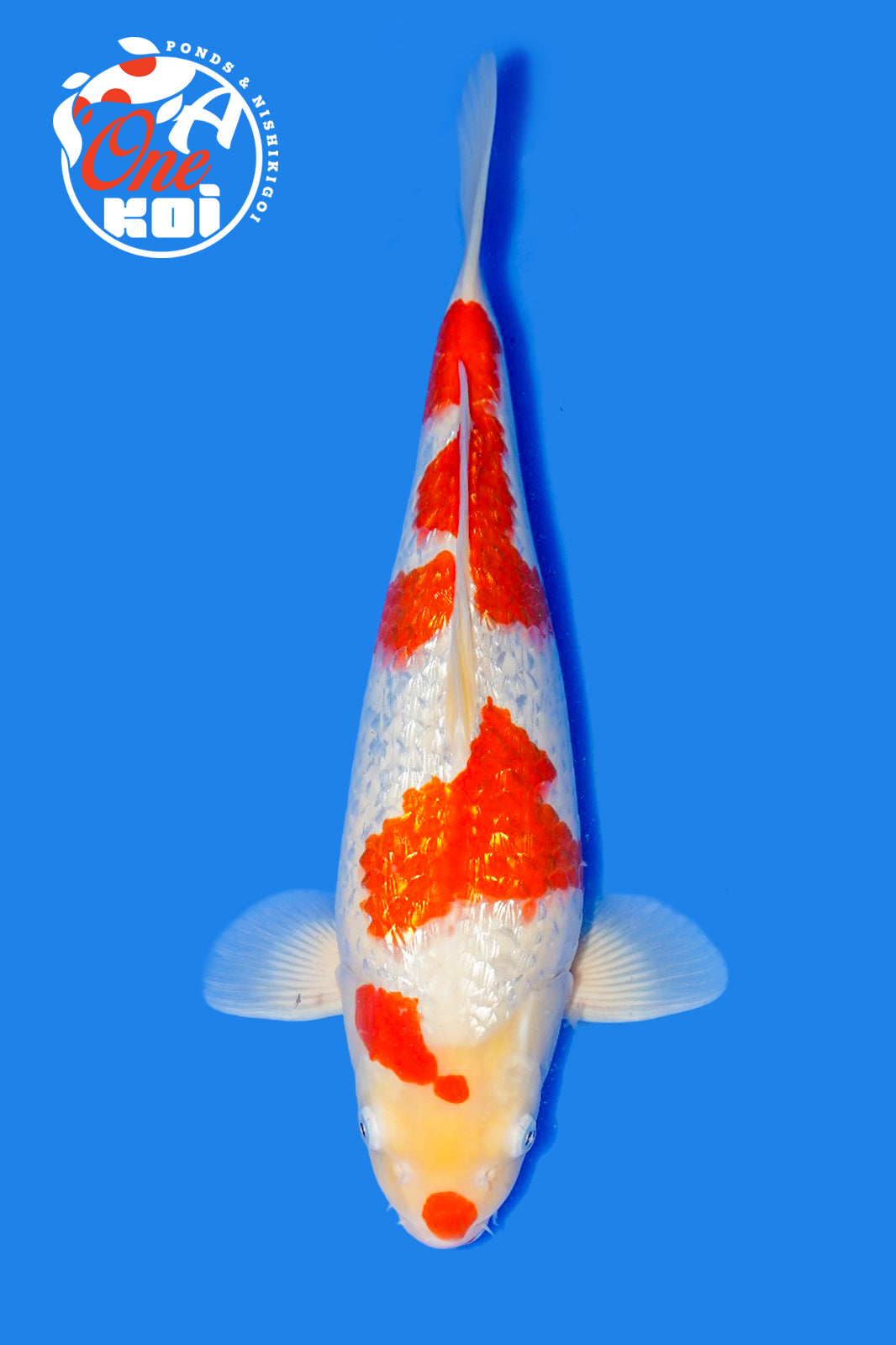 PHOTO-2025-11-06-02-45-24 (2)