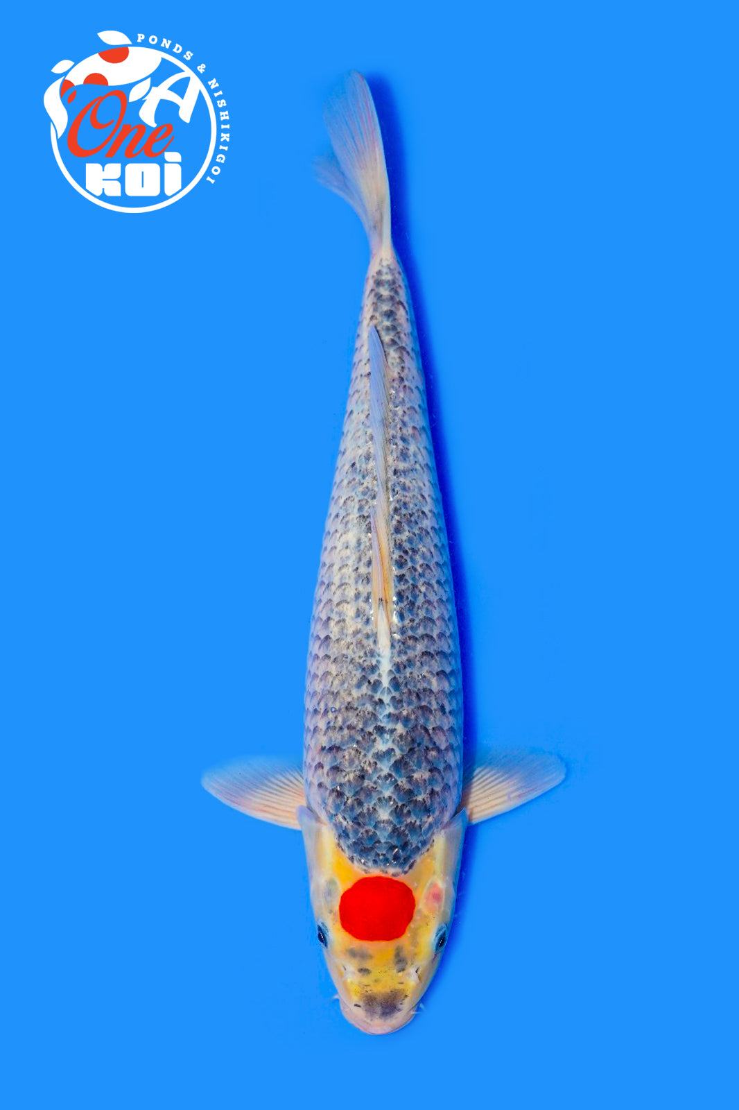 PHOTO-2025-11-06-02-45-25