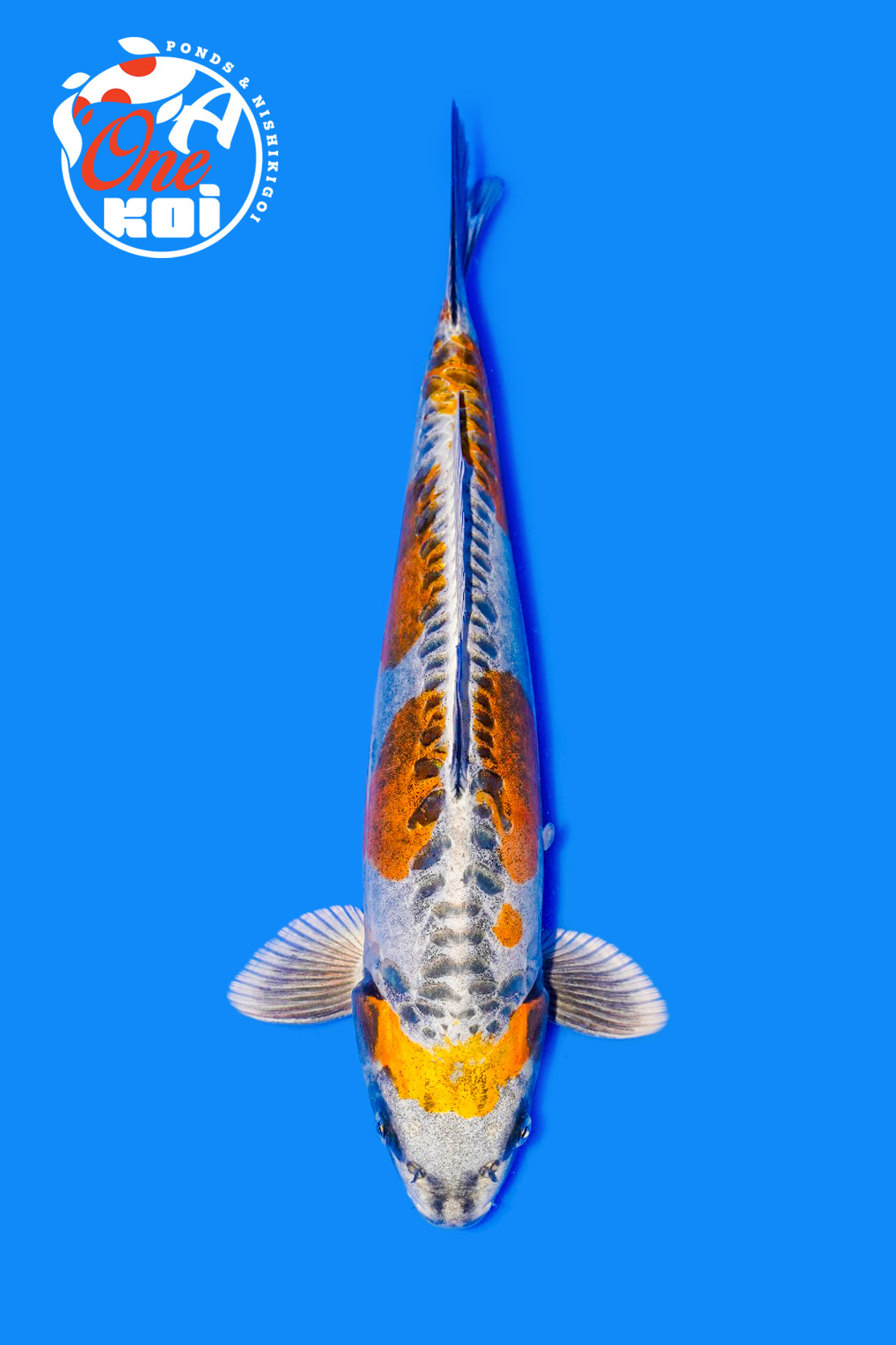 PHOTO-2025-11-06-02-45-26 (1)