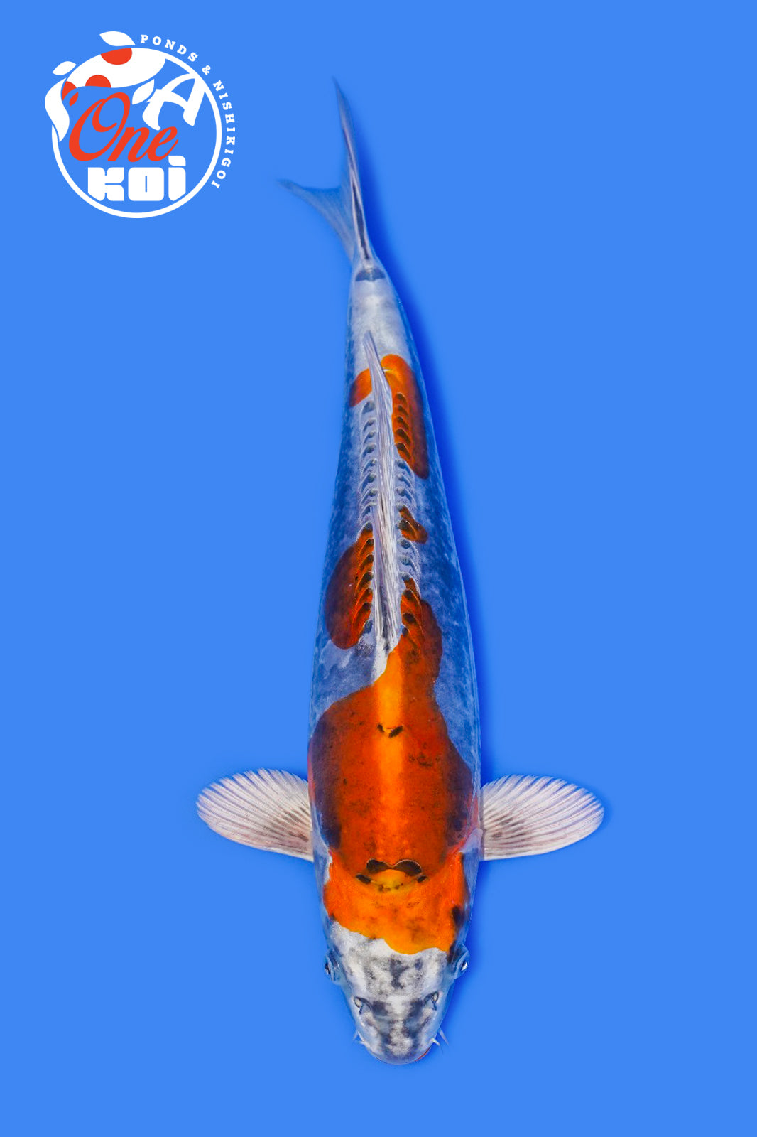 PHOTO-2025-11-06-02-45-27