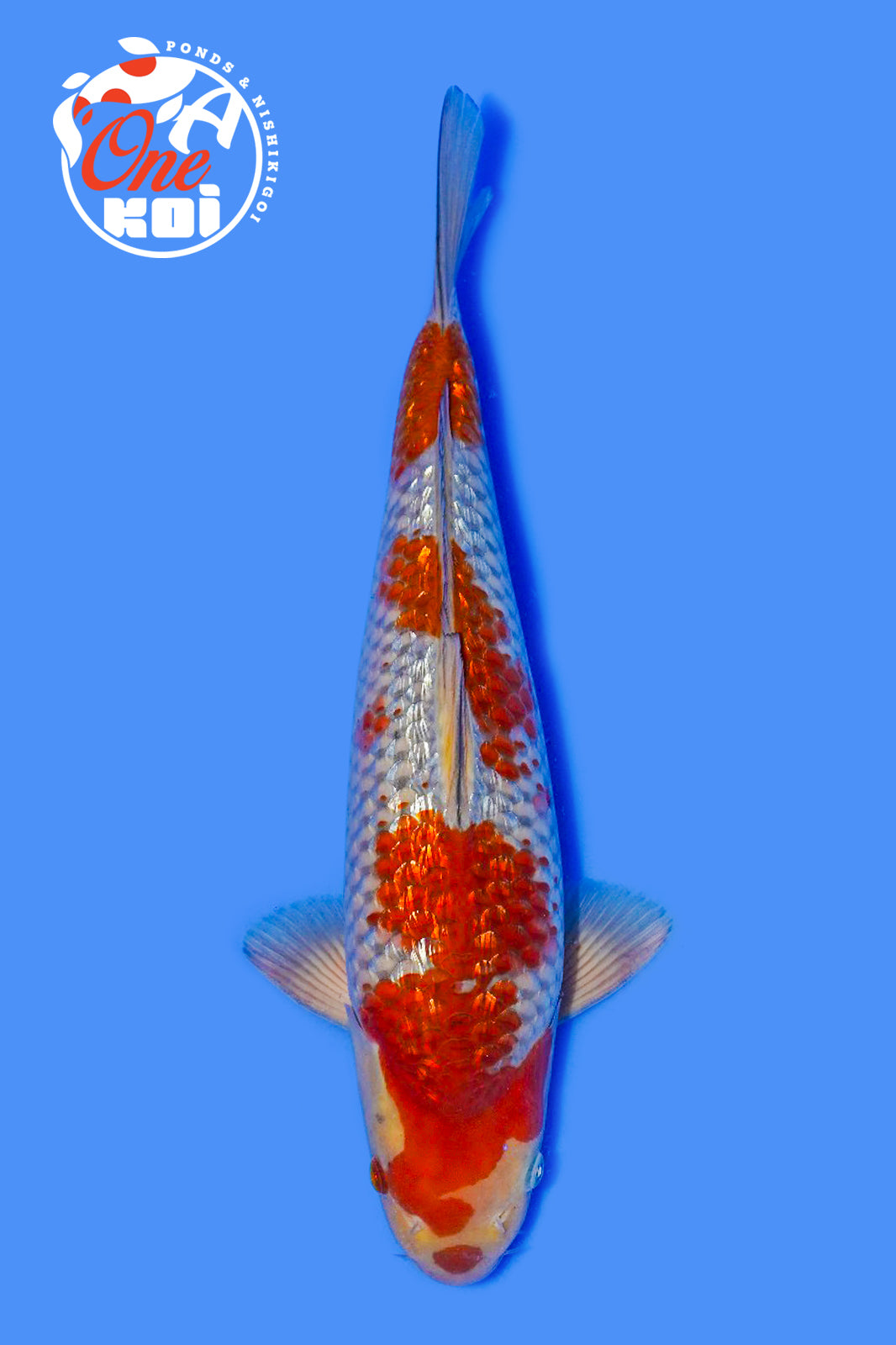 PHOTO-2025-11-06-02-45-28 (1)