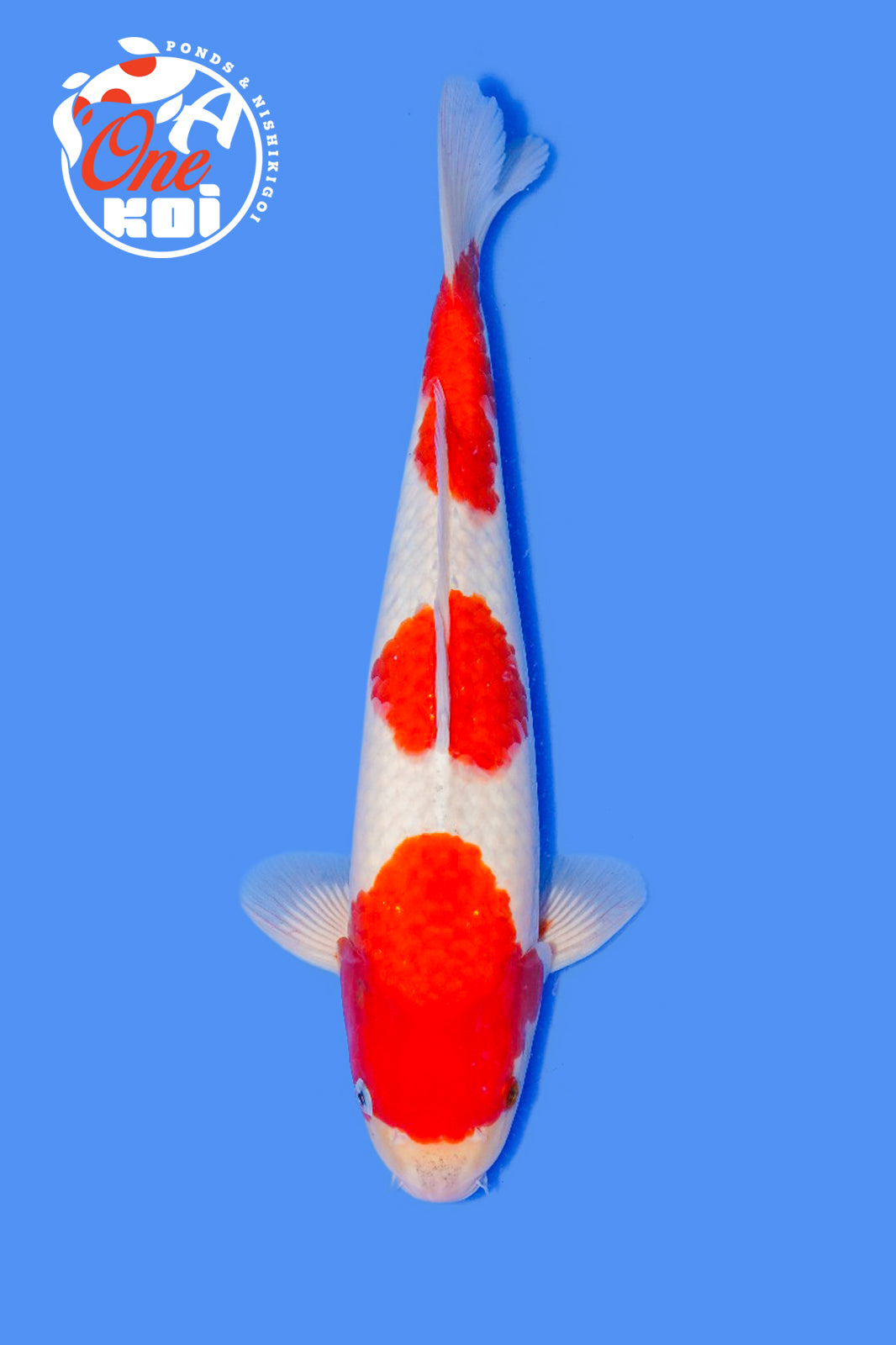 PHOTO-2025-11-06-02-45-29 (1)