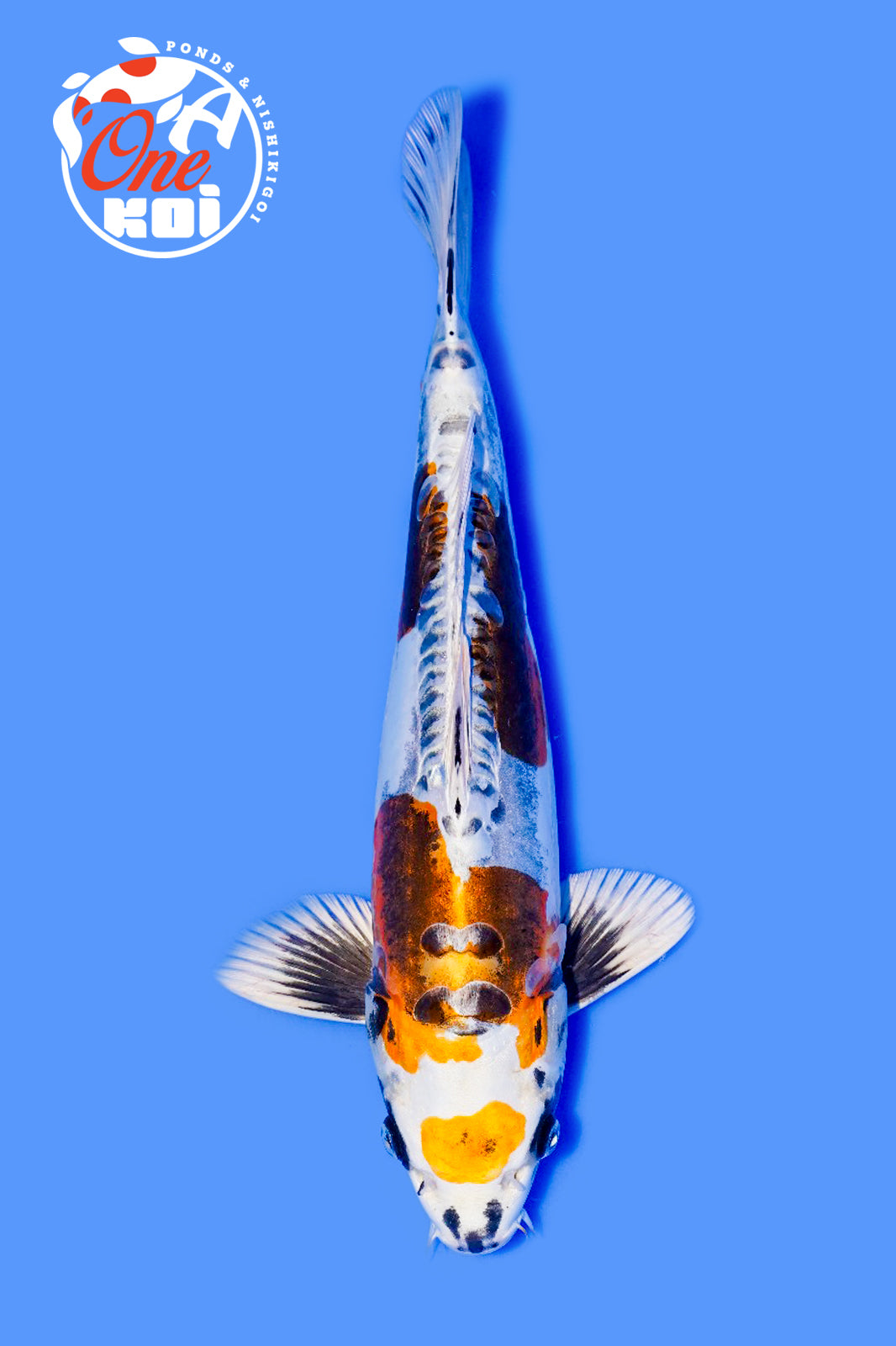 PHOTO-2025-11-06-02-45-29 (2)