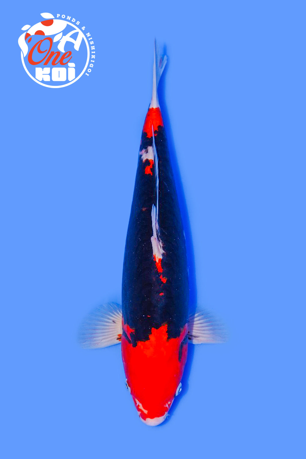 PHOTO-2025-11-06-02-45-31