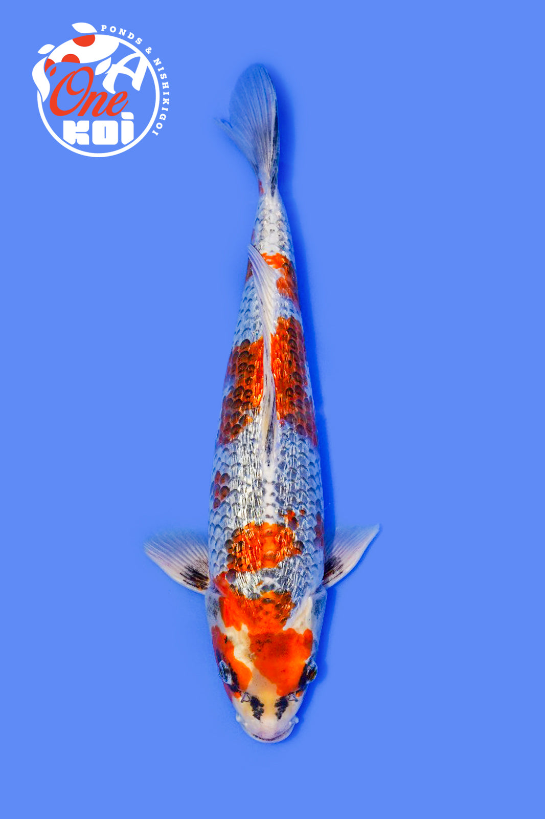 PHOTO-2025-11-06-02-45-31 (1)