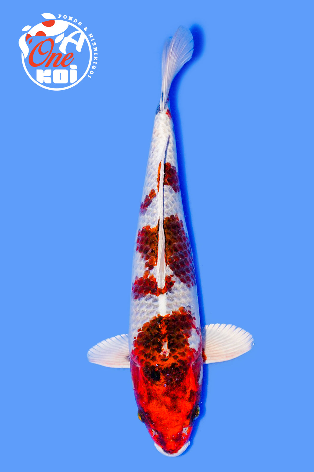 PHOTO-2025-11-06-02-45-42