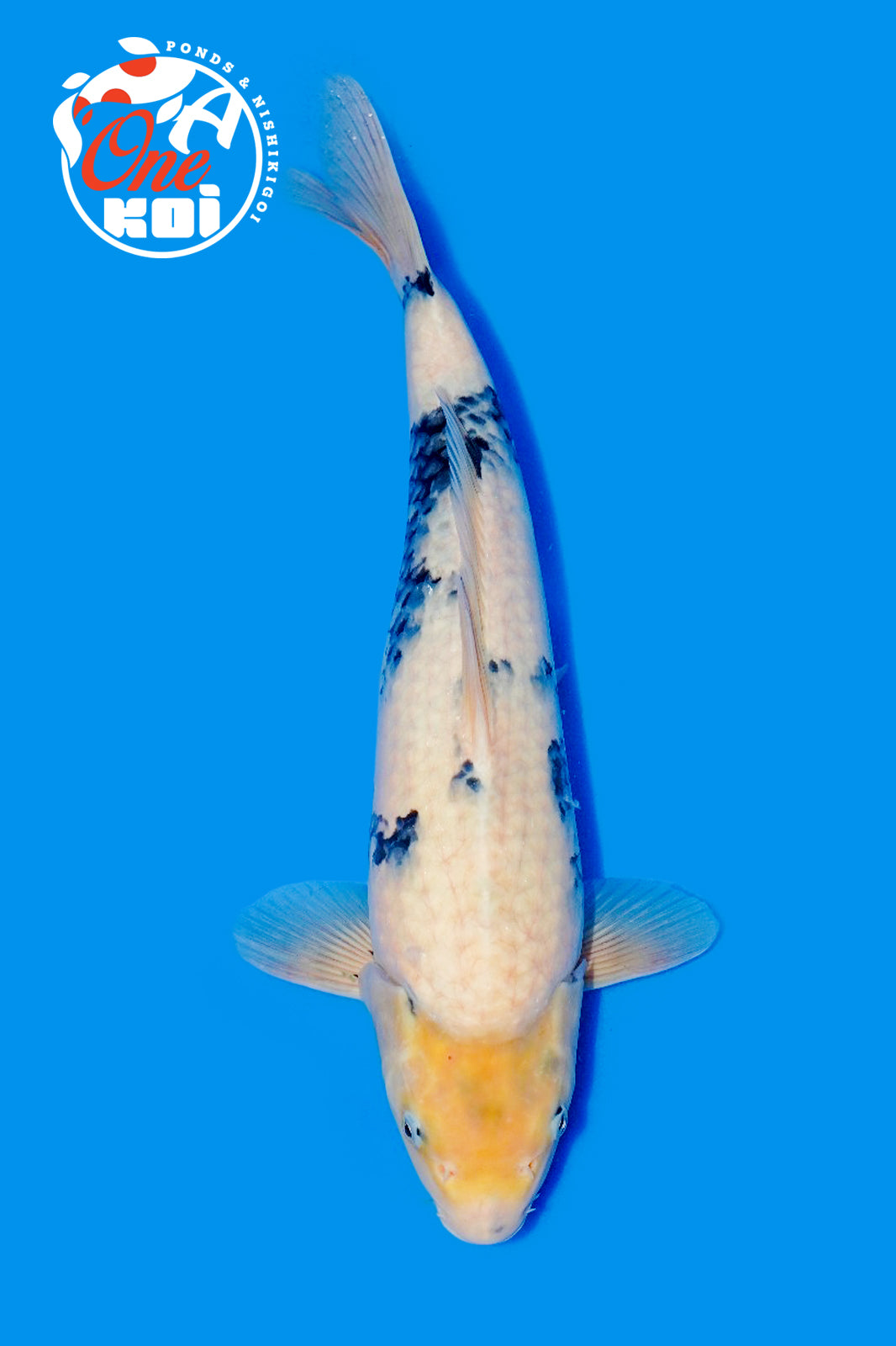 PHOTO-2025-11-06-02-57-03