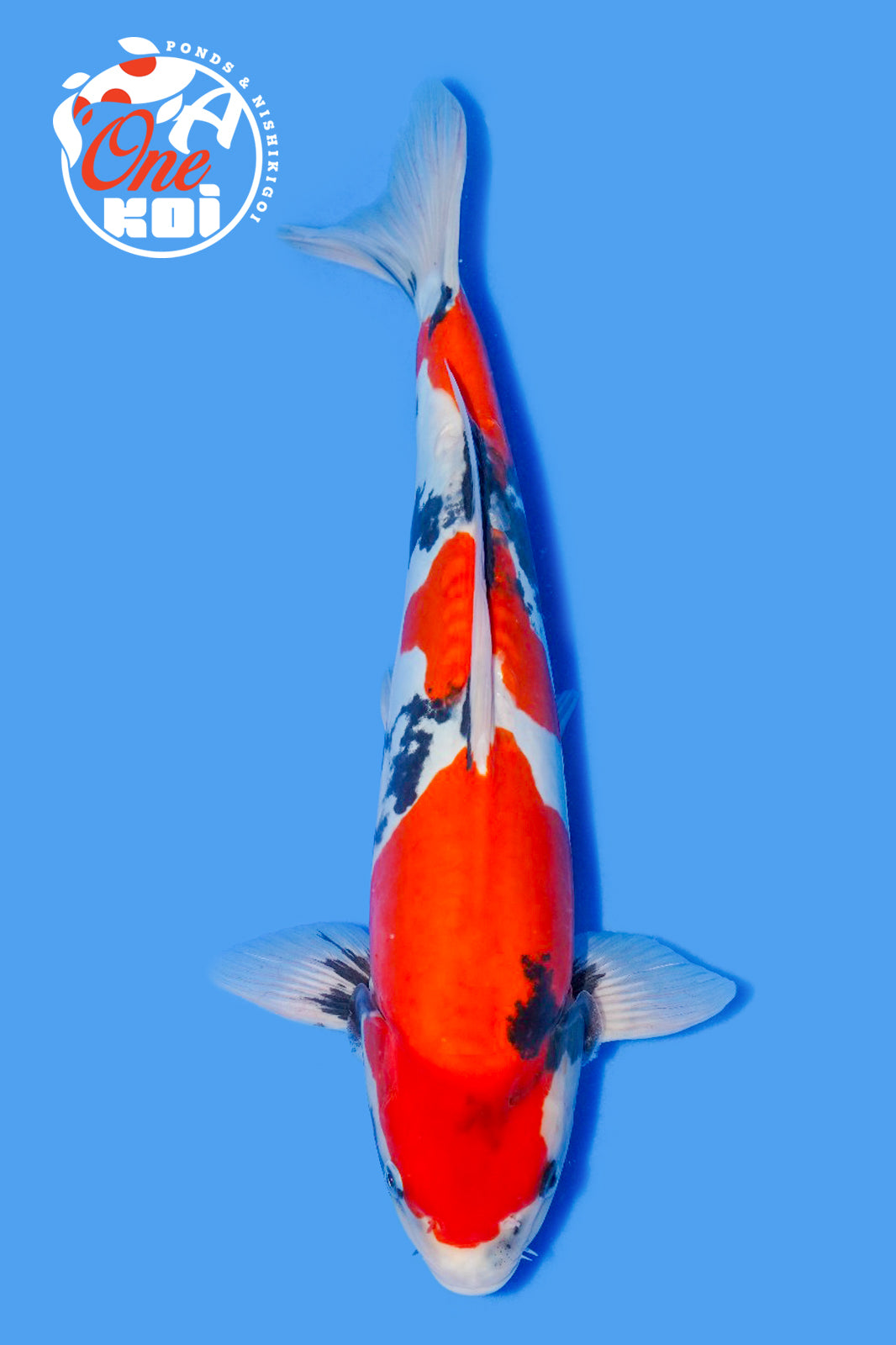 PHOTO-2025-11-06-02-57-03 (1)