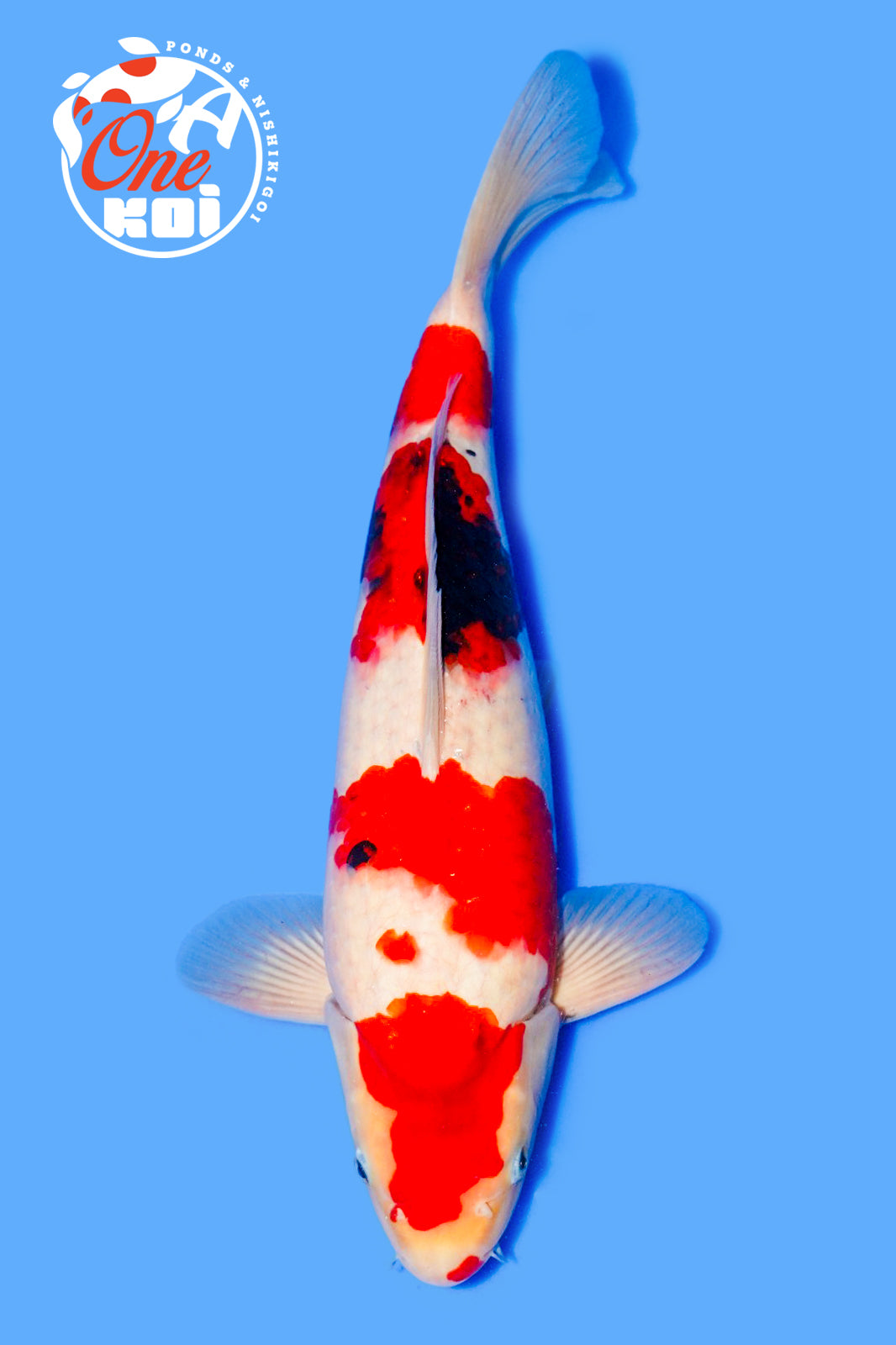 PHOTO-2025-11-06-02-57-03 (2)