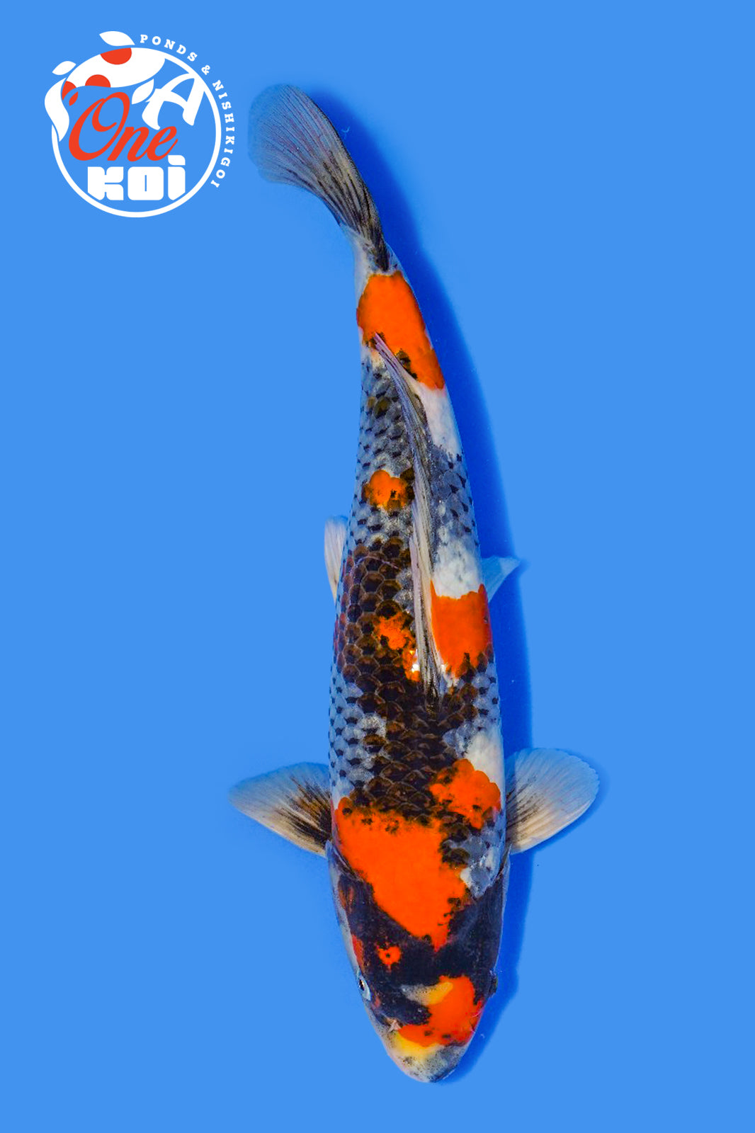 PHOTO-2025-11-06-02-57-03 (3)