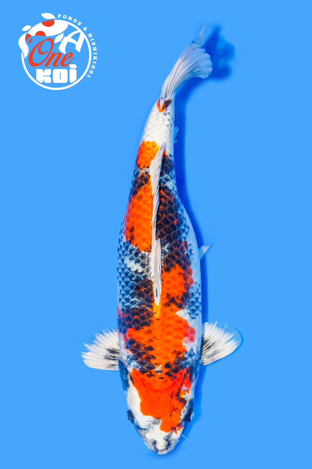 PHOTO-2025-11-06-02-57-04