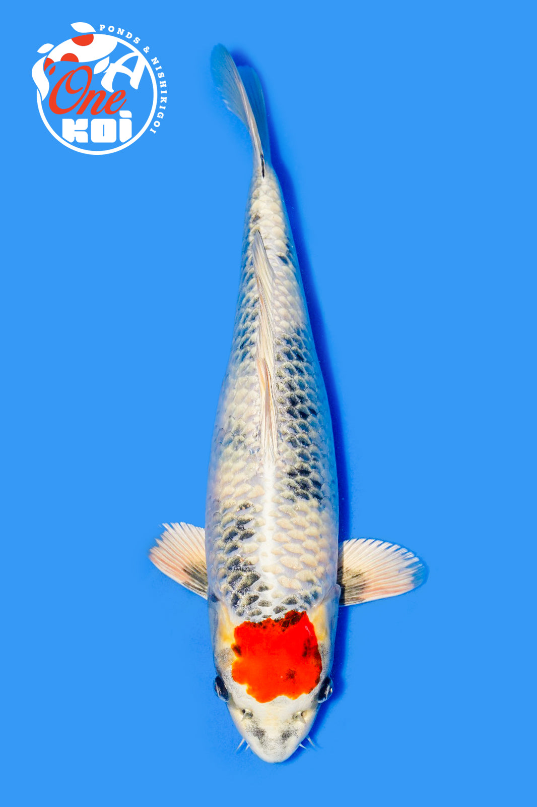 PHOTO-2025-11-06-02-57-05