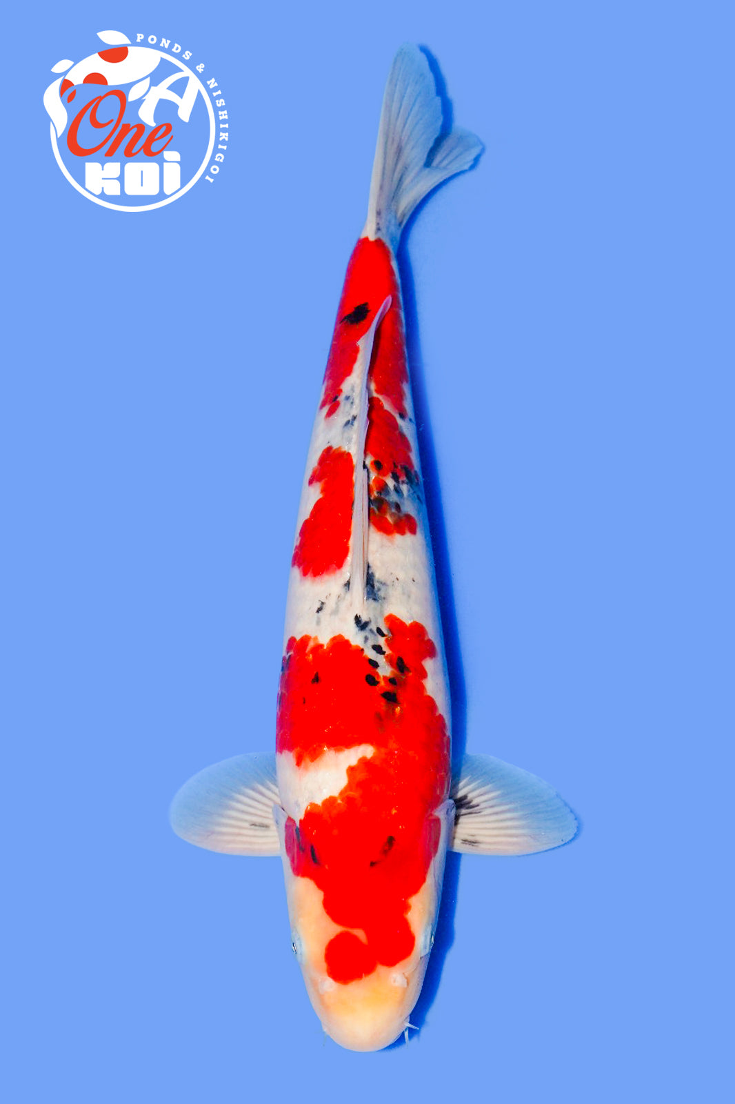 PHOTO-2025-11-06-02-57-06