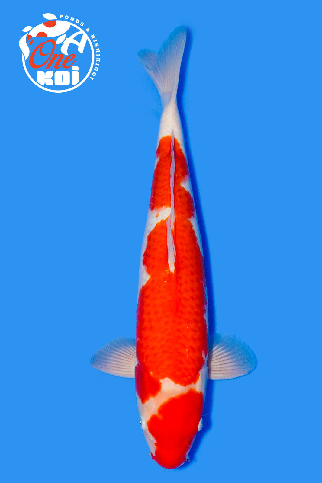 PHOTO-2025-11-06-02-57-06 (1)