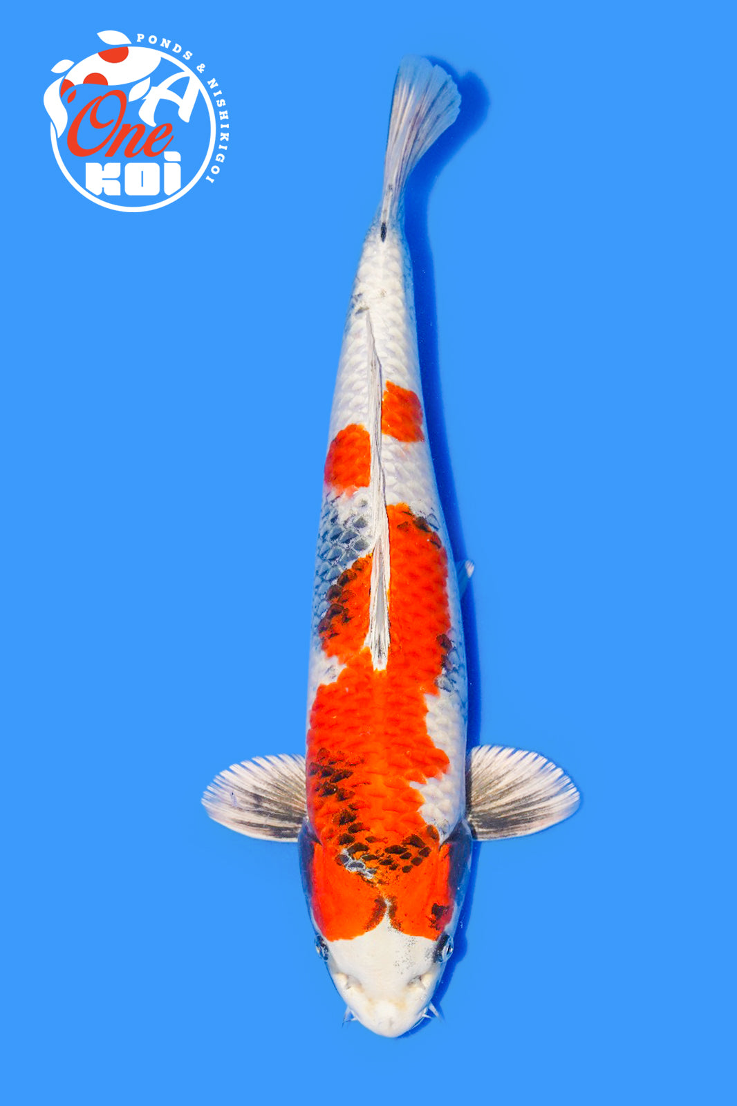 PHOTO-2025-11-06-02-57-07