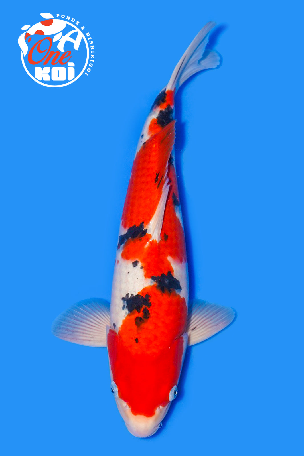 PHOTO-2025-11-06-02-57-07 (1)