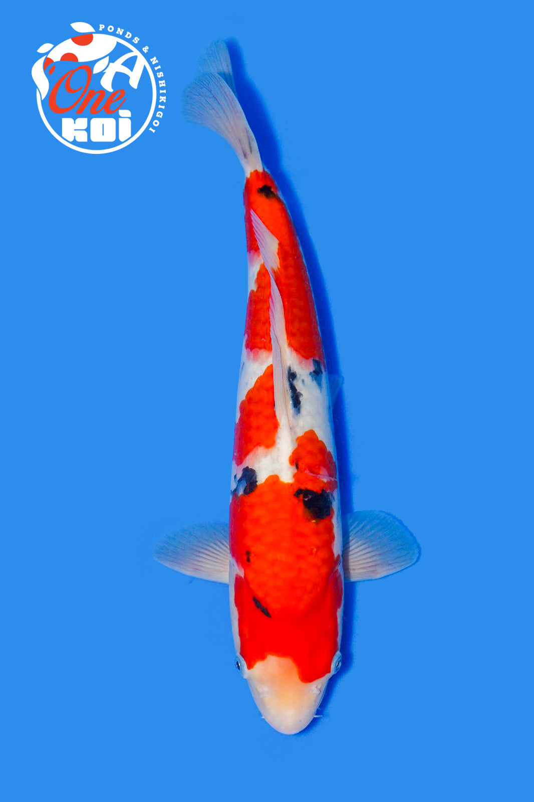 PHOTO-2025-11-06-02-57-10