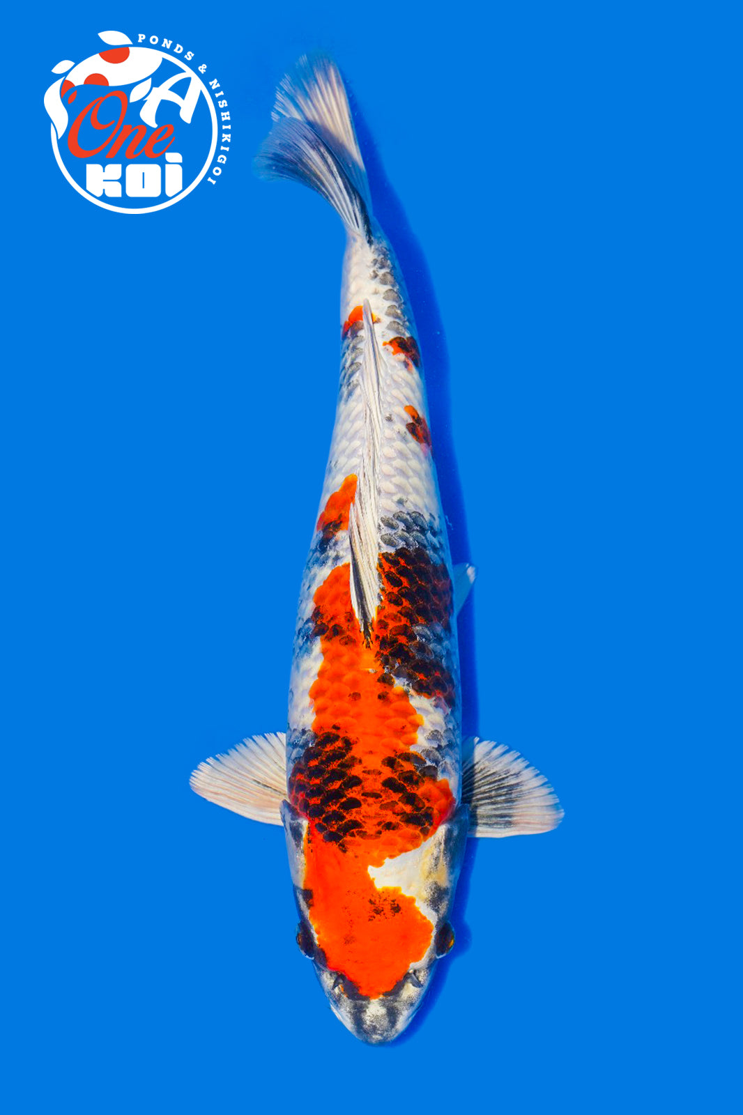 PHOTO-2025-11-06-02-57-10 (1)