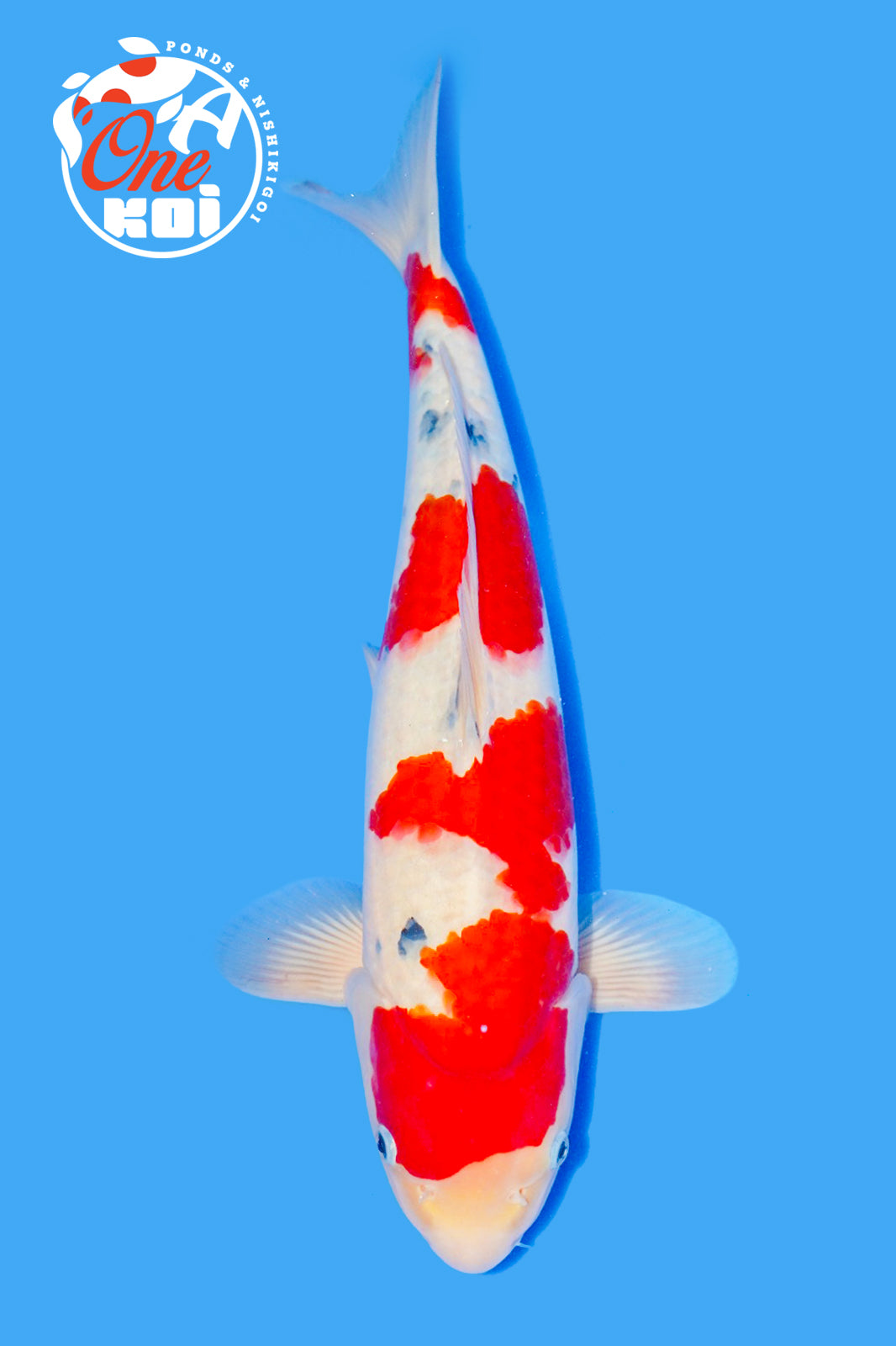 PHOTO-2025-11-06-02-57-11 (1)