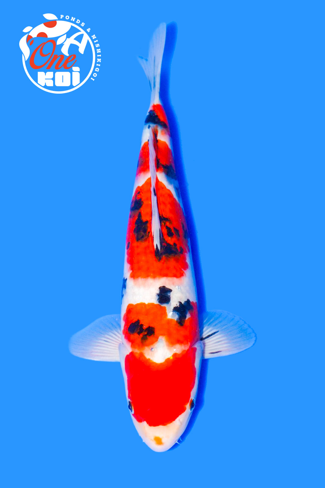 PHOTO-2025-11-06-02-57-12