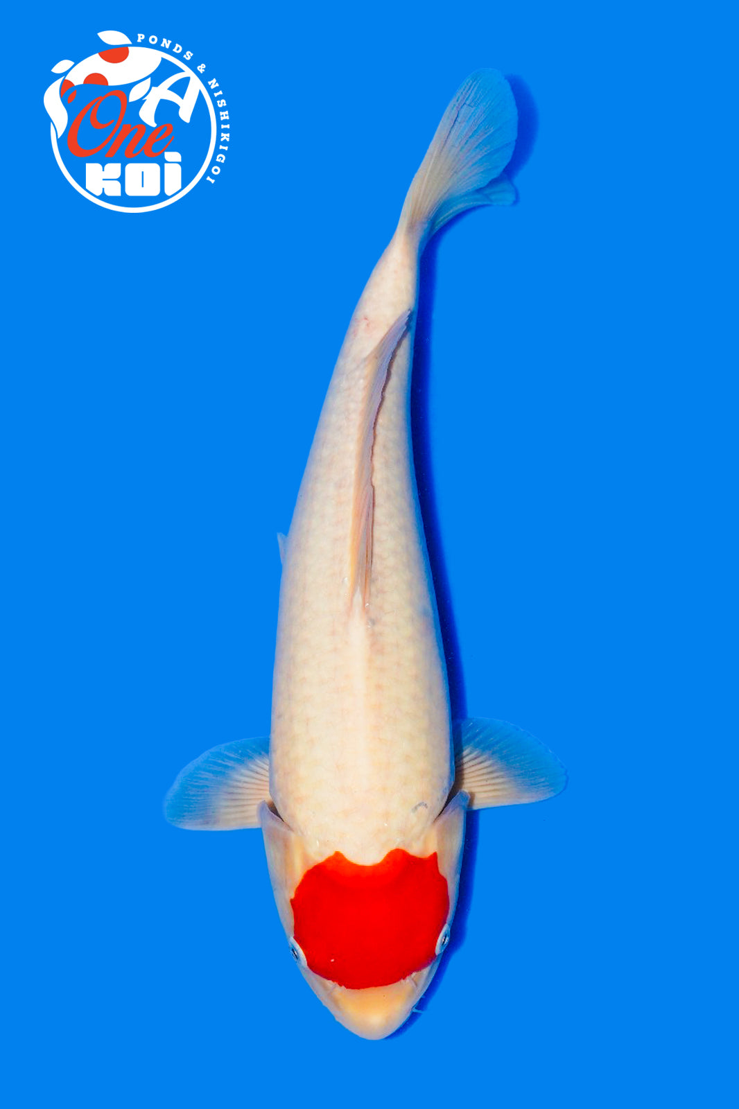 PHOTO-2025-11-06-02-57-12 (1)