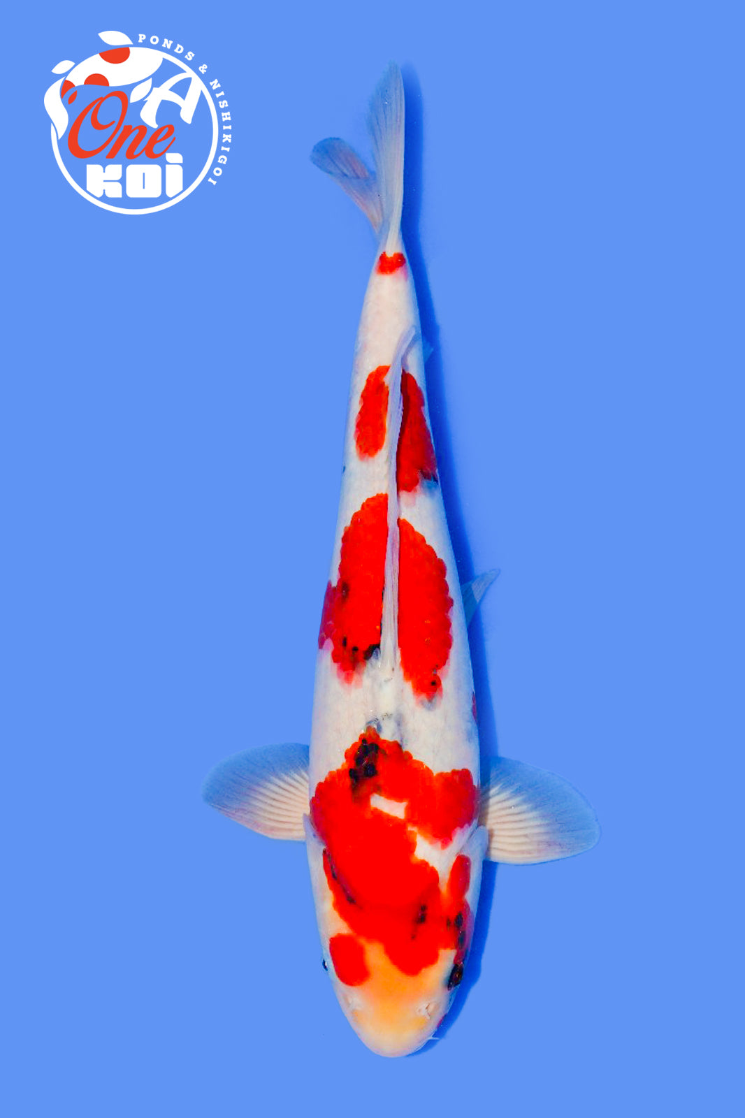 PHOTO-2025-11-06-02-57-13