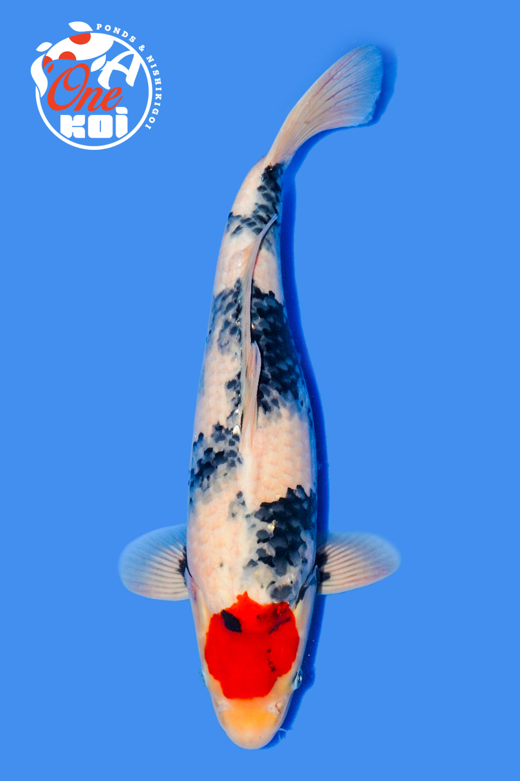 PHOTO-2025-11-06-02-57-14 (1)