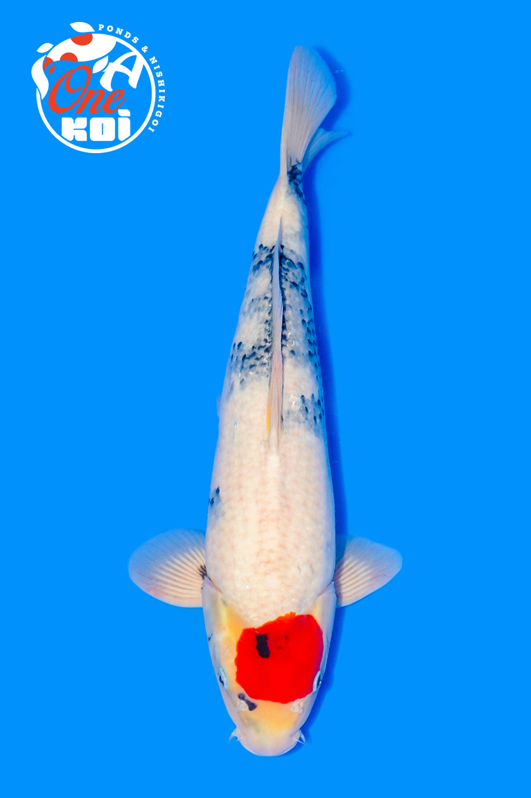 PHOTO-2025-11-06-02-57-15 (2)