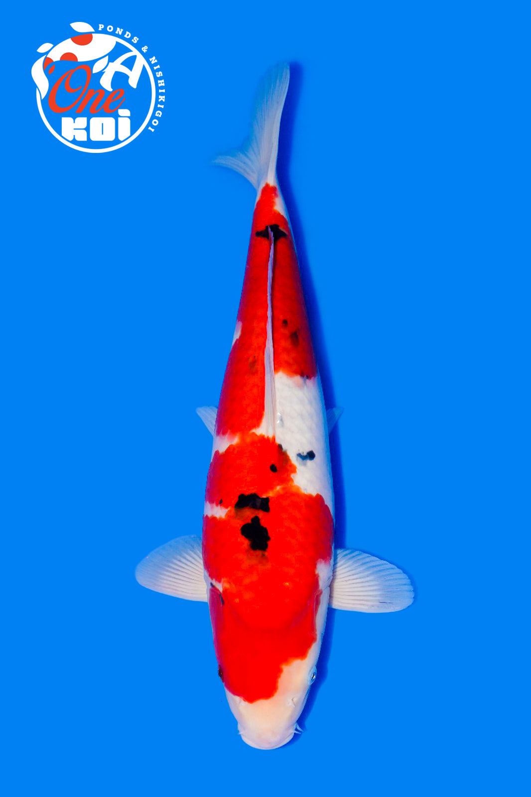 PHOTO-2025-11-06-02-57-16