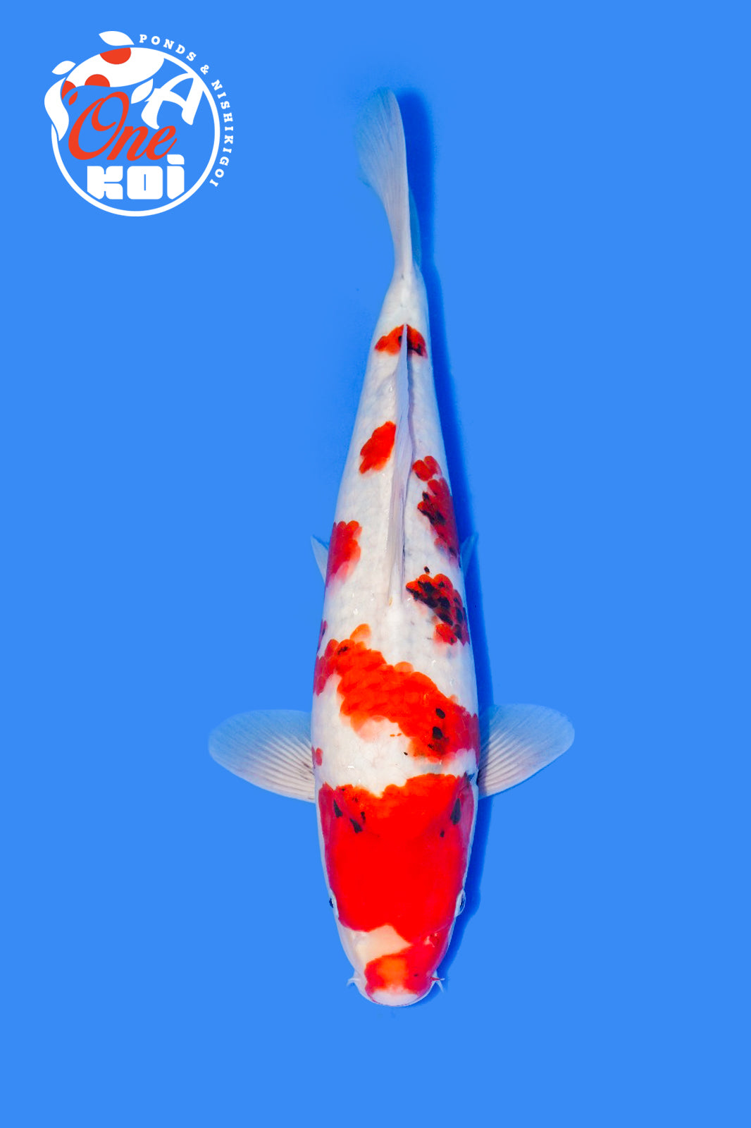 PHOTO-2025-11-06-02-57-16 (1)