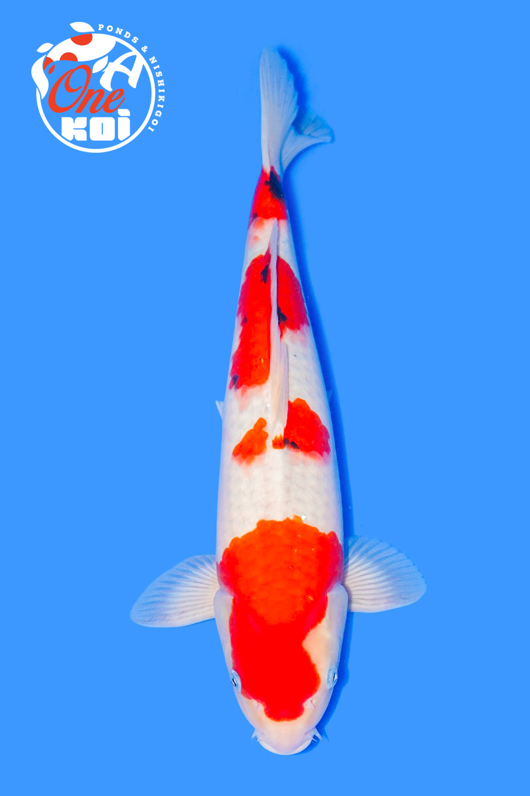 PHOTO-2025-11-06-02-57-17