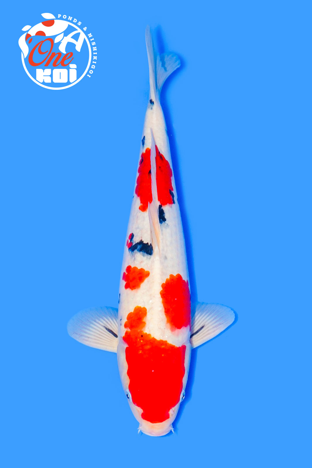 PHOTO-2025-11-06-02-57-18