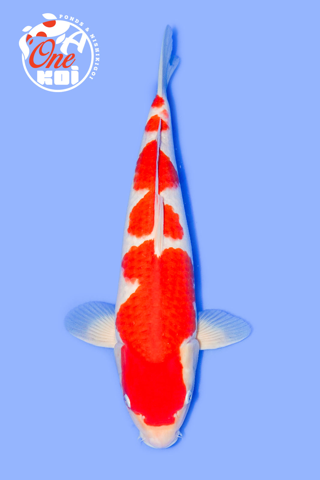 PHOTO-2025-11-06-02-57-18 (1)