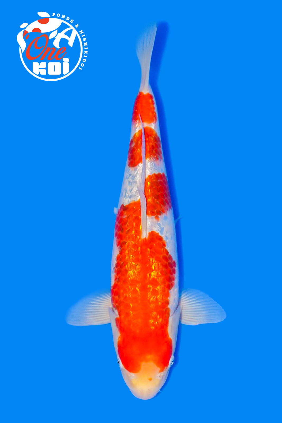 PHOTO-2025-11-06-02-57-19