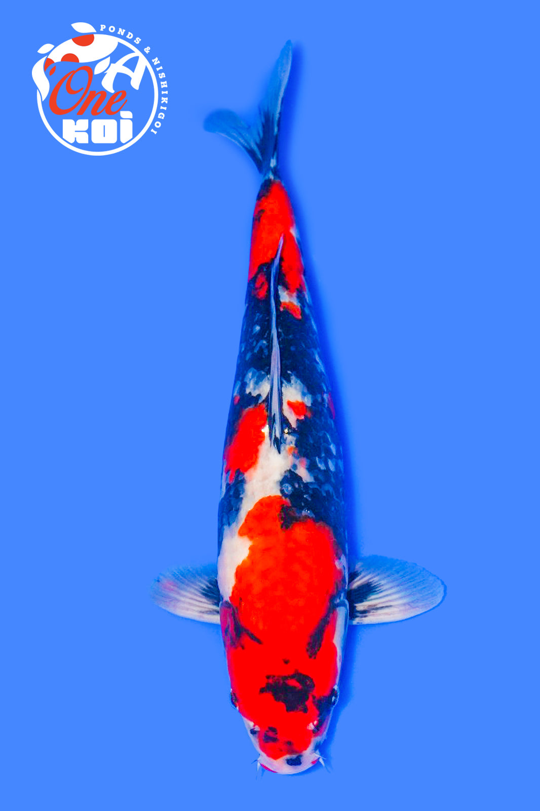 PHOTO-2025-11-06-02-57-20 (1)