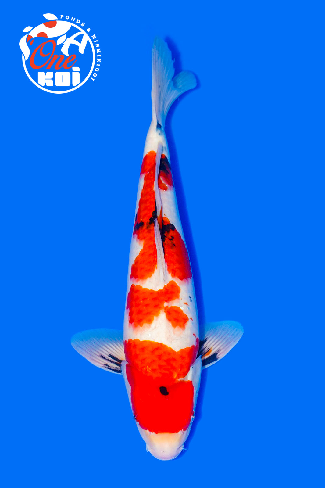 PHOTO-2025-11-06-02-57-20 (2)