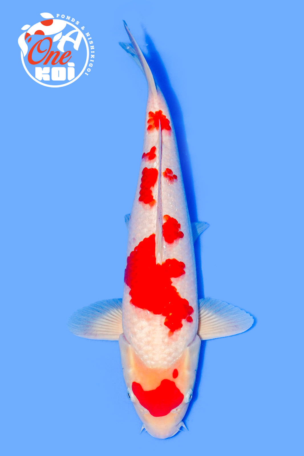 PHOTO-2025-11-06-02-57-21 (3)