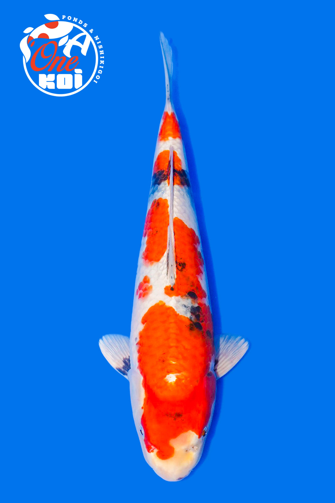 PHOTO-2025-11-06-02-57-21 (4)