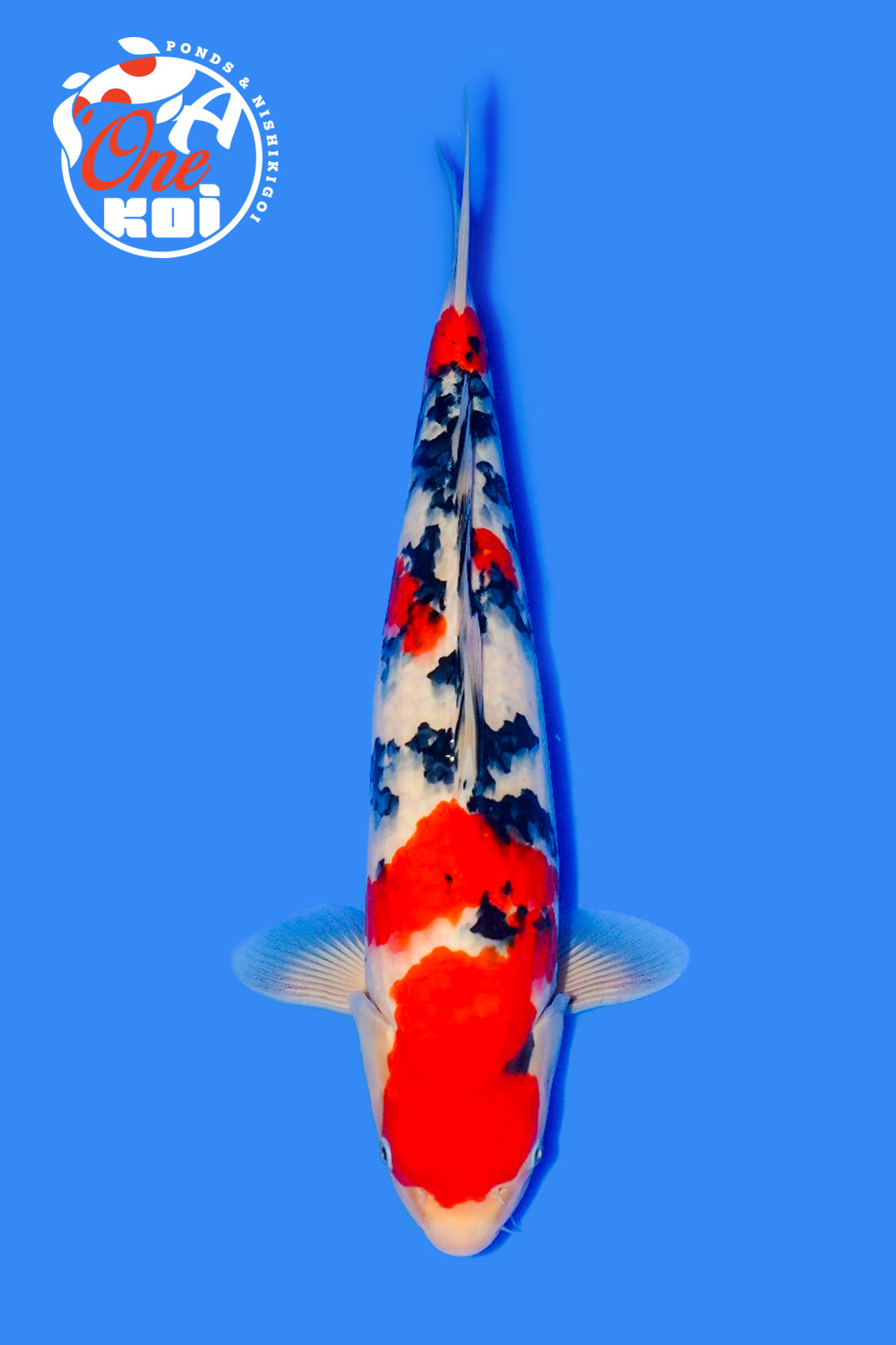 PHOTO-2025-11-06-02-57-23 (1)