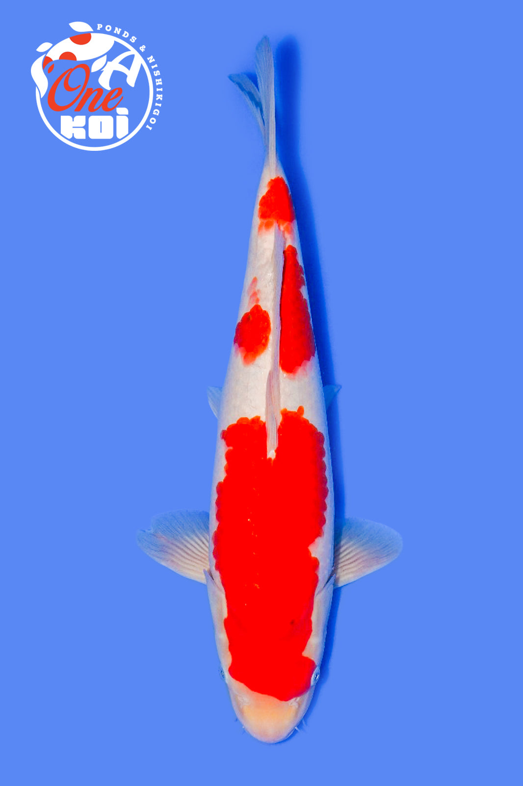 PHOTO-2025-11-06-02-57-23 (2)