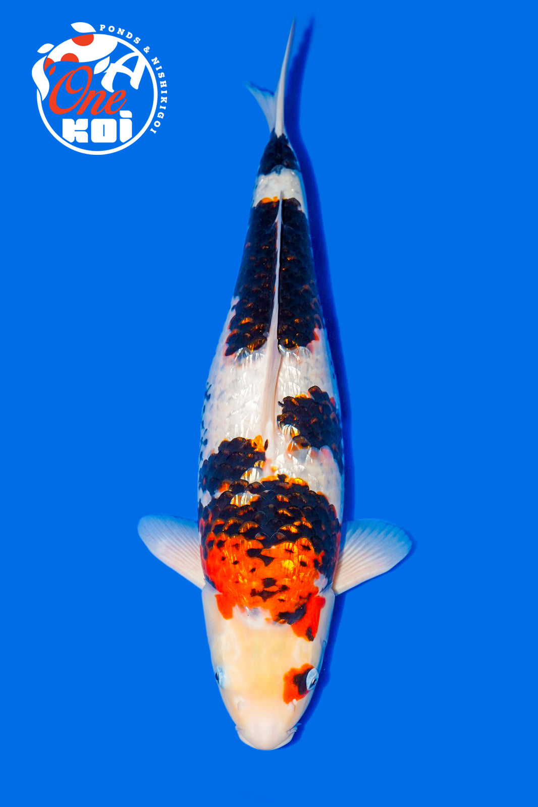 PHOTO-2025-11-08-05-13-36