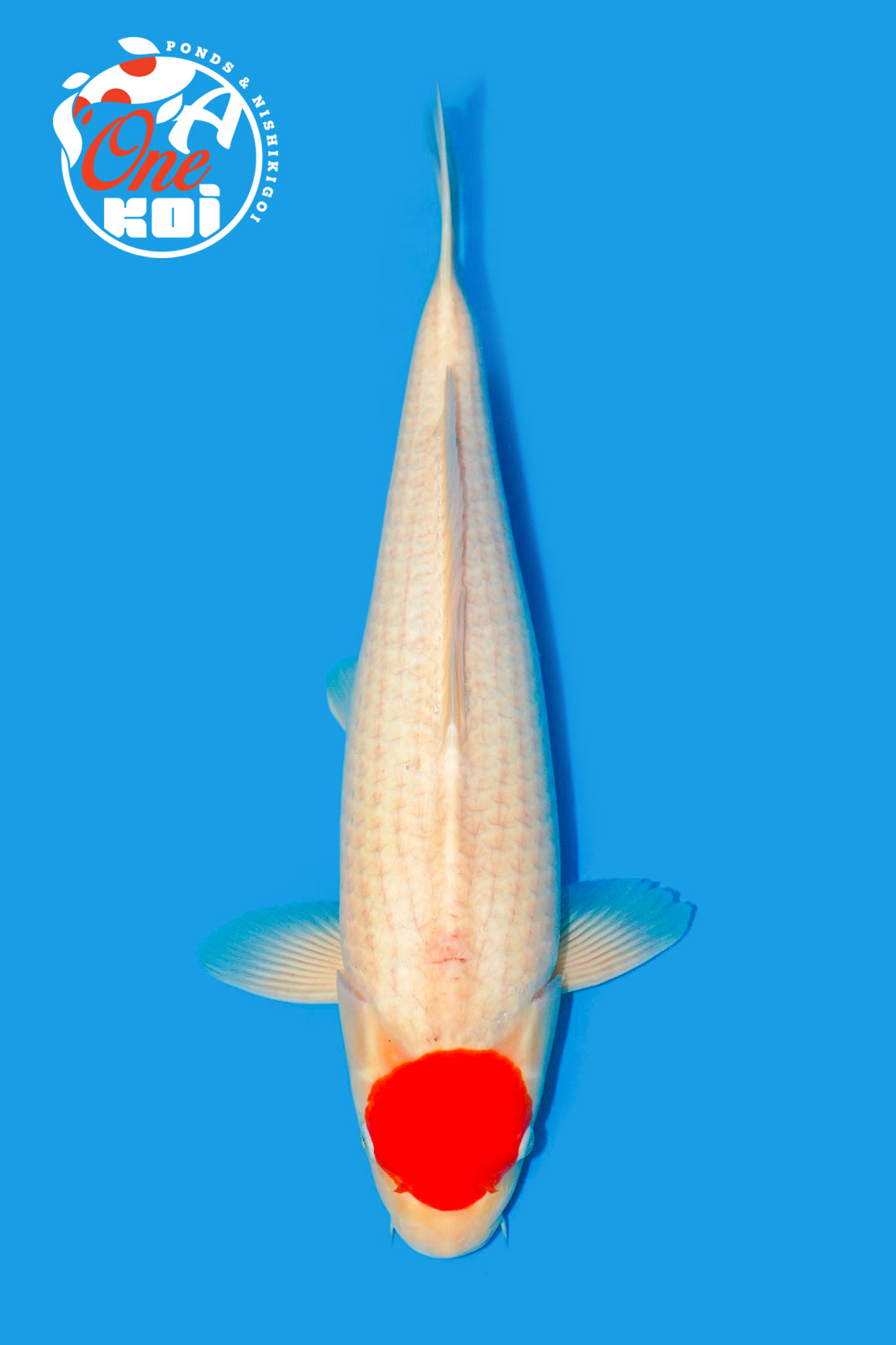 PHOTO-2025-11-09-22-01-41 (1)