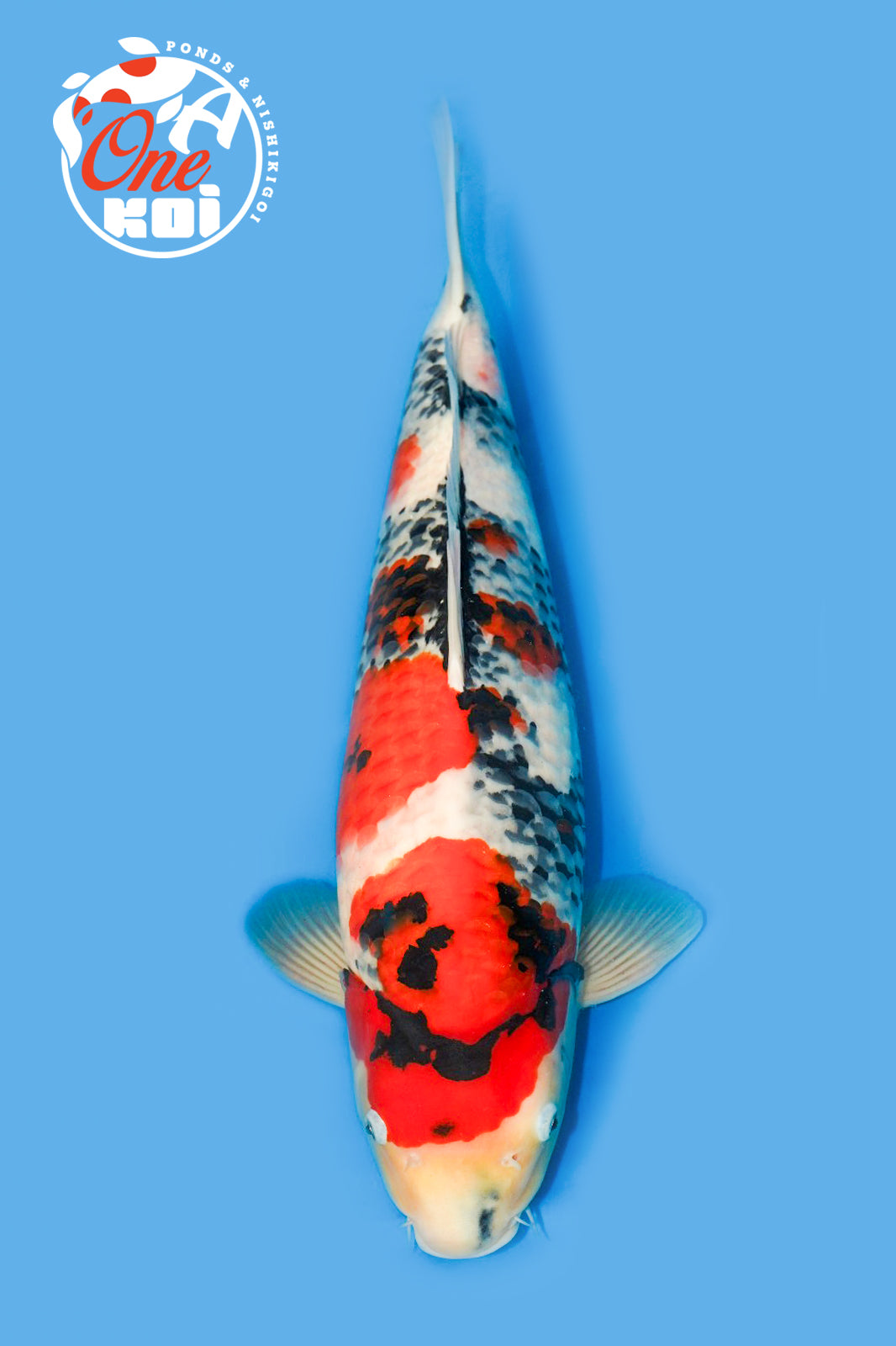 PHOTO-2025-11-09-22-01-42