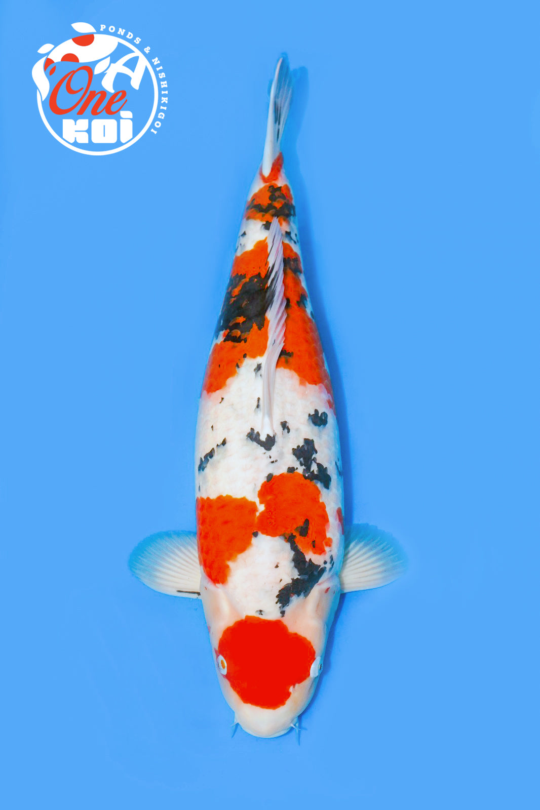 PHOTO-2025-11-09-22-01-42 (1)