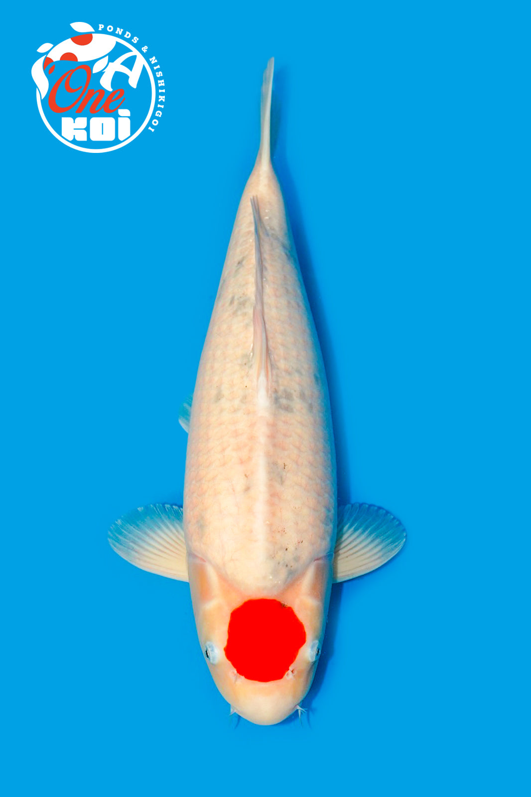 22” Female Tancho Sanke